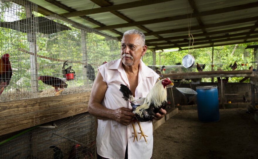 At his home in Vega Alta, Puerto Rico, Johnny Ríos breeds, raises and trains cockfighting roosters for multiple clients. He has no plans to stop, even once a federal ban on cockfighting takes effect in December.
