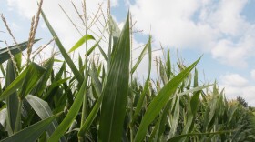 High grain prices and increasing yields have been an economic windfall for farmers. Low stockpiles, the use in ethanol production and orders from China have driven up demand, and are expected to keep corn prices high.