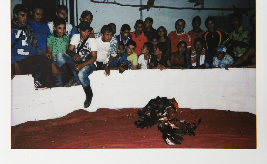 Men watch a cockfight on a Friday night in Zabaleta.