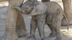 The new baby elephant Umzula-zuli, or"Zuli," at the San Diego AZoo Safari Park in this undated photo. 