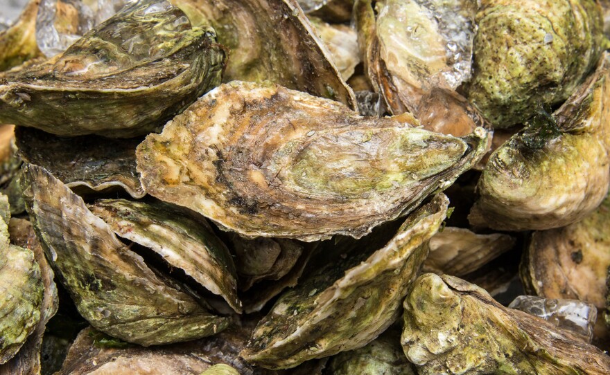 Eastern oysters in South Kingston, RI on July 25, 2013.