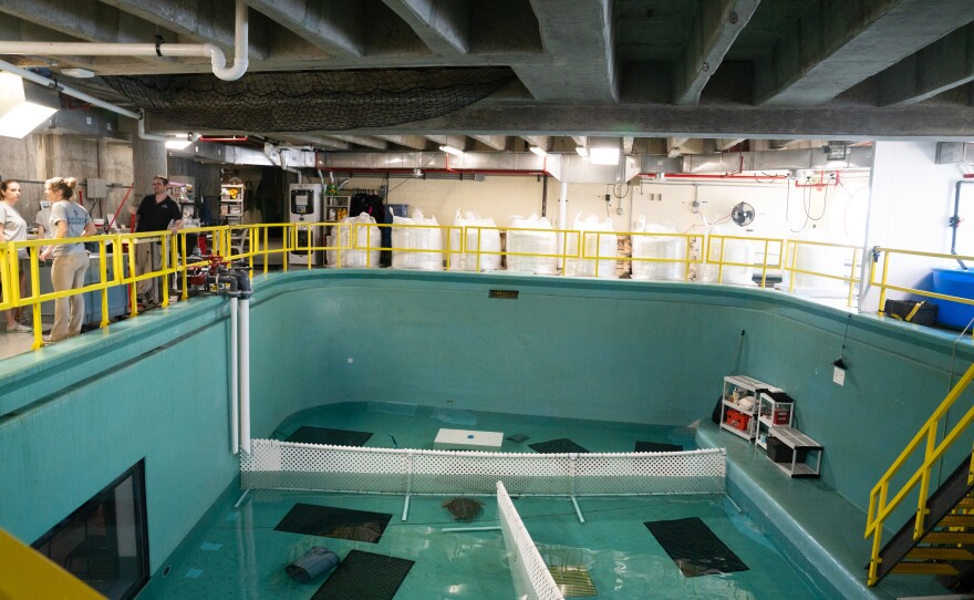 The aquarium rescues sea turtles that get stuck and injured in and around Cape Cod, Mass.