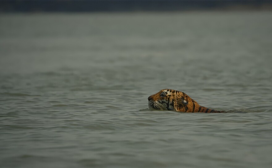 Tiger swimming
