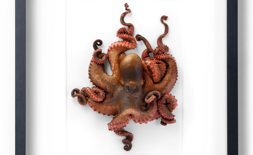 Marley has pioneered a way to freeze-dry animals that makes them look alive in the frames. (Pictured: <em>Octopus Small</em>)
