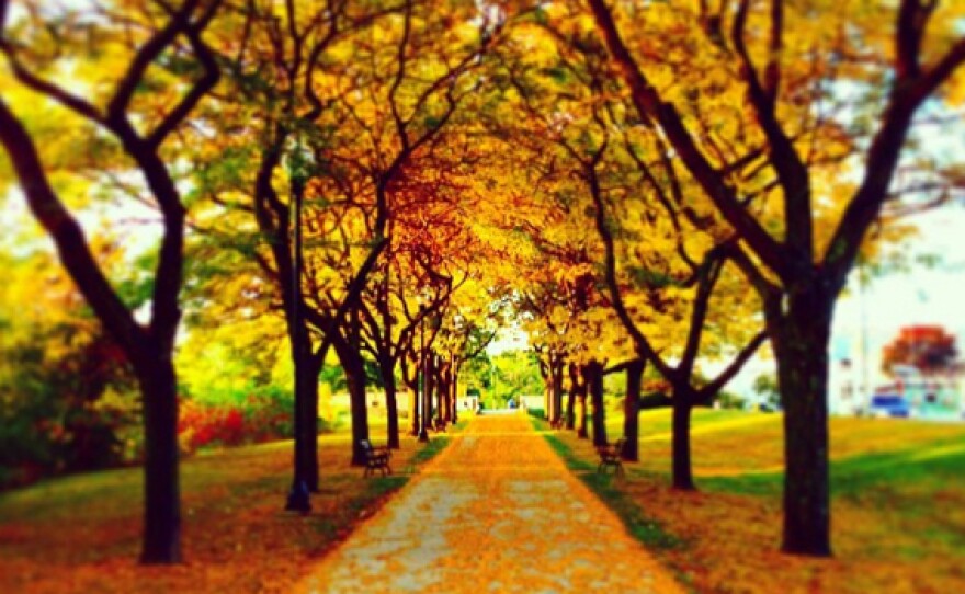 A striking image of autumn trees lining a drive in Vermont.