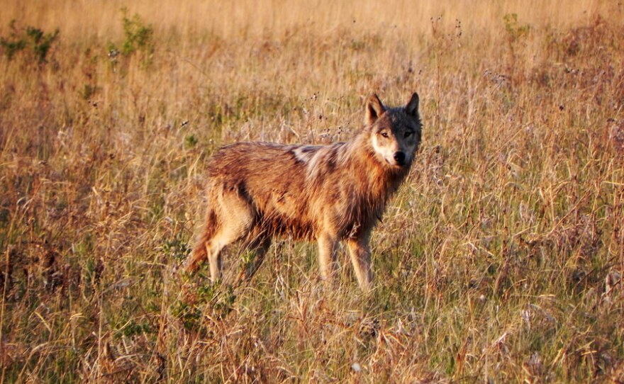 Young wet wolf on grass meadow.