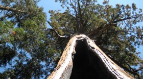 Redwood trees can live as long as 2,000 years. Here, a redwood in the Sequoia National Park in 2009.
