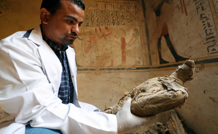 An archeologist holds an ancient mummified bird that was found in a burial site unveiled on Friday.