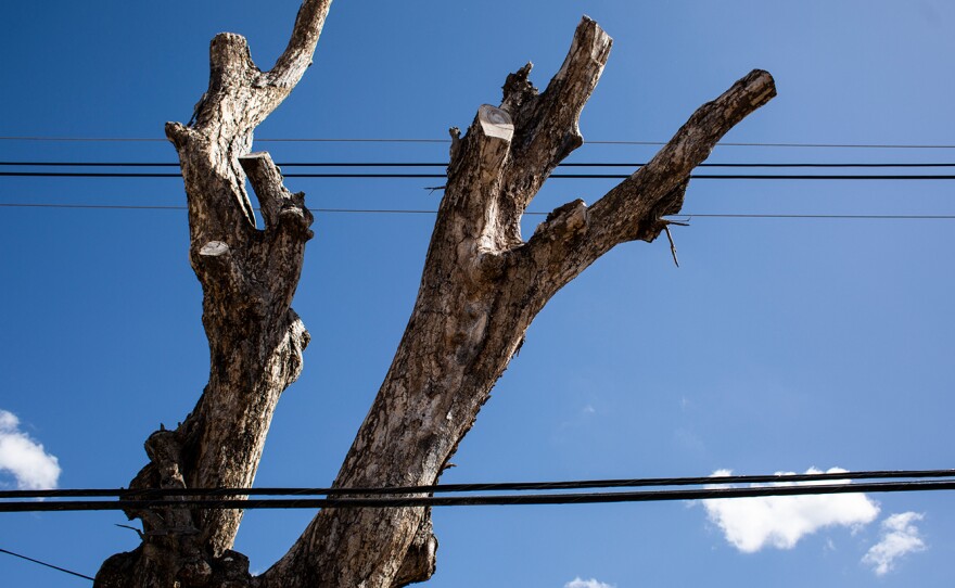 An long-abandoned water filtration plant and a tree with an attached sign labeling it as dangerous. Though dead, the tree stands precariously beside utility cables and a house in Camuy.