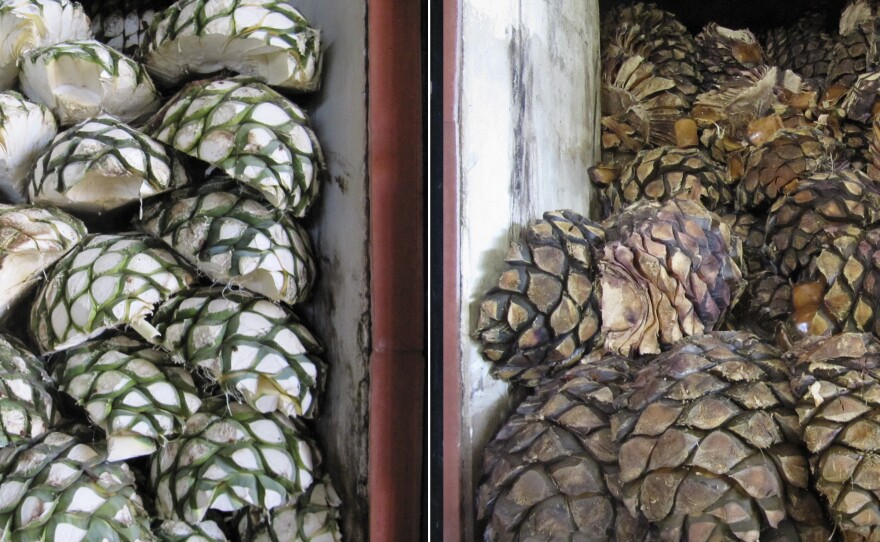Piñas piled into the hornos, the ovens, at La Alteña Distillery in the highlands of Jalisco, before and after their slow roasting.