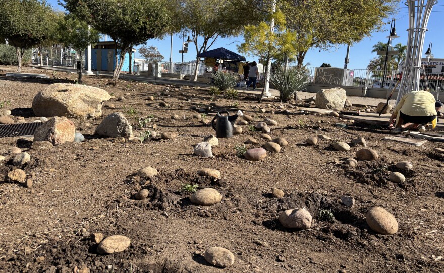 Volunteers planted new vegetation that will take root and create a public green space, Dec. 6, 2025.