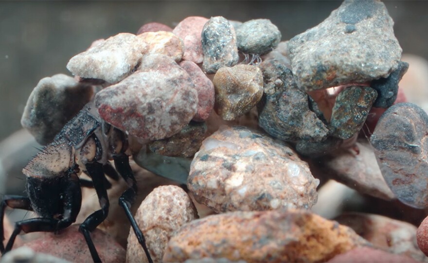 The underwater construction skills of the caddis fly larva have caught the interest of bioengineers. The larva tapes and glues pebbles together to form a sturdy protective case.