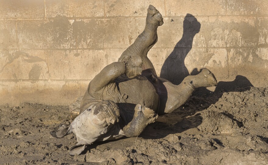 Future, a 19-day-old southern white rhino calf, plays in the mud at the San Diego Zoo Safari Park, Dec. 9, 2019.