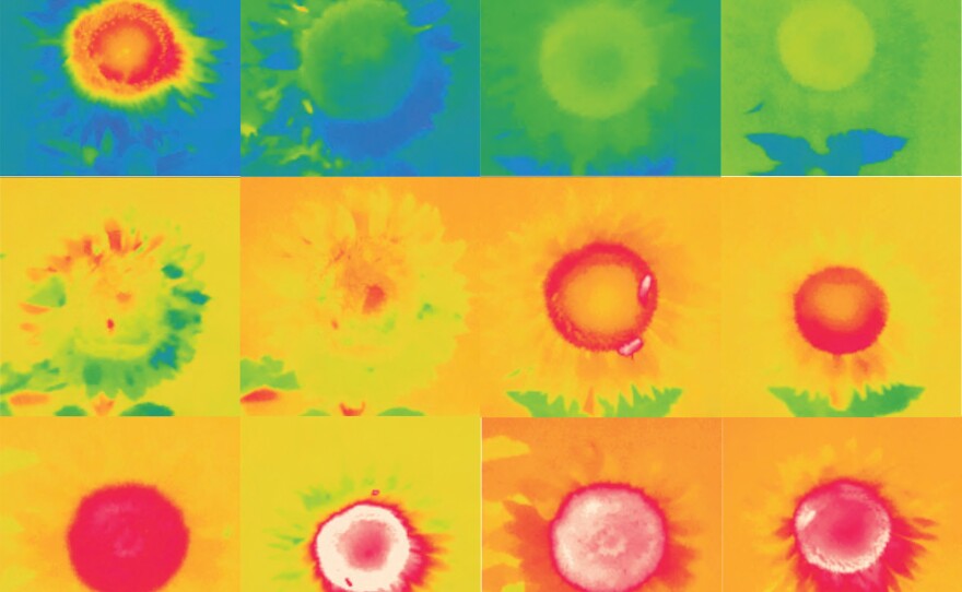 Infrared imaging reveals changes in flower surface temperature at different times of day.