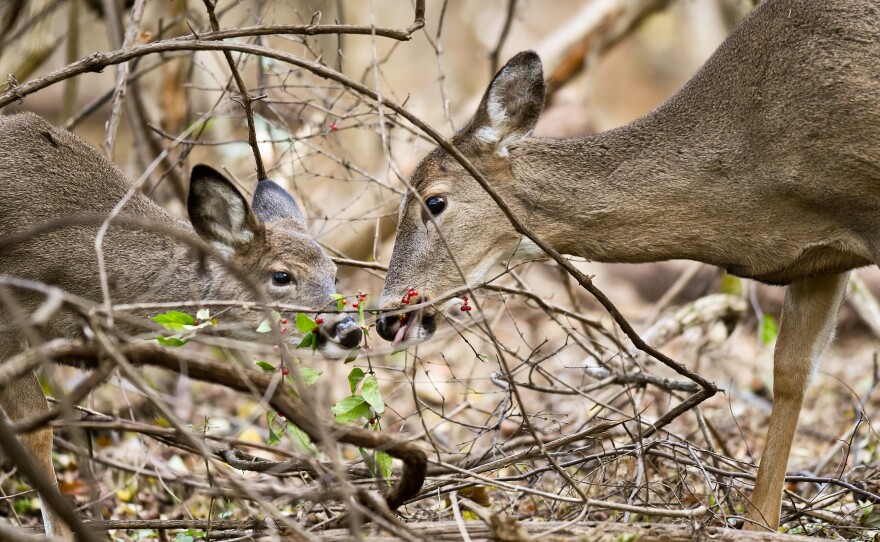 It's not clear how deer became infected with SARS-CoV-2 but their nuzzling behavior could be one way they transmit the virus among themselves.