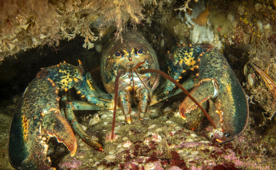 North American Lobster, Isle of Shoals, N.H. - SEA CHANGE: THE GULF OF MAINE, A NOVA SPECIAL PRESENTATION premieres Wednesdays, July 24 - Aug. 7, 2024 on PBS.