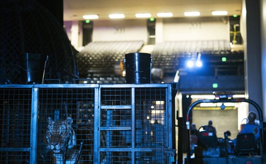 A tiger stands in a cage backstage. Elephants were retired from the circus in 2016 but the show features several lions and tigers.