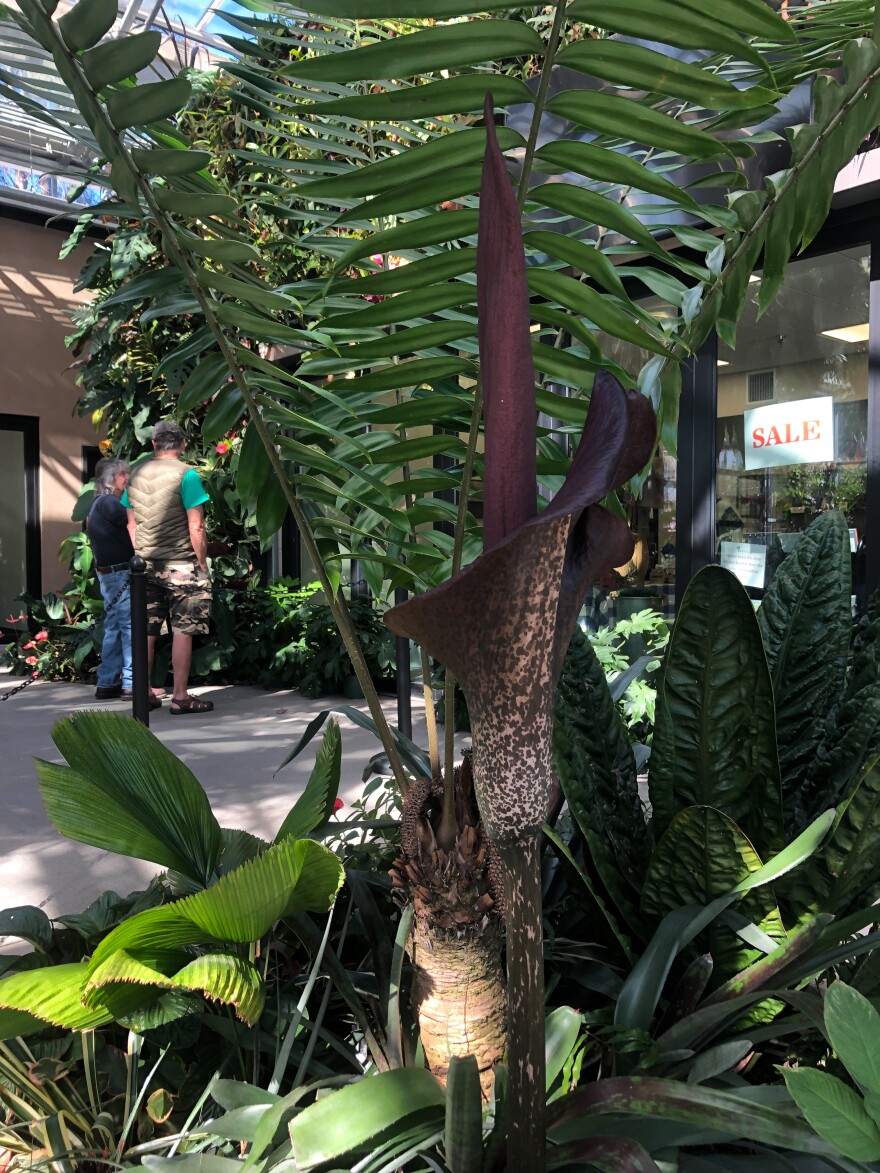 A voodoo lily at the San Diego Botanic Garden in Encinitas, Calif. Feb. 18, 2022.