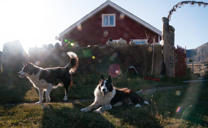 Two of the four border collies on the farm relax after helping to herd the sheep into the barn.