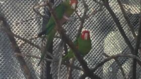 Rescued parrots are being rehabilitated at SoCal Parrot, Feb. 24, 2016. 