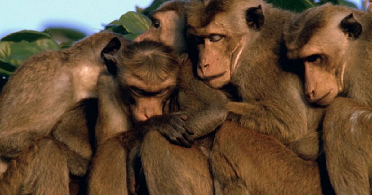 NATURE Clever Monkeys KPBS Public Media