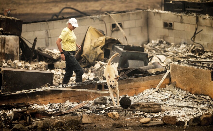 Rescue dog at Mckinney wildfire in Klamath National Forest