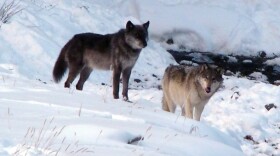 The Lamar Canyon pack's alpha female (right) was shot and killed by a hunter on Dec. 6.