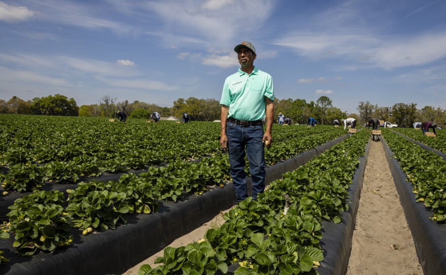 Fidel Sanchez, owner of Sanchez Farm, poses for a photo at a Sanchez Farm field in Plant City, Florida, U.S., February 28, 2024.