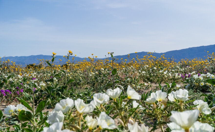 Wildflowers bloom in Anza Borrego State Park on March 9, 2024.