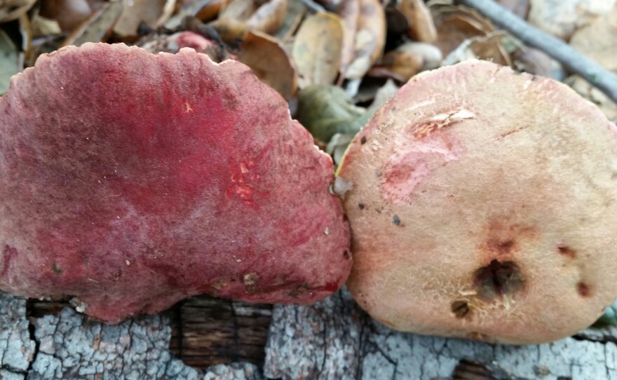 The caps of Xerocomellus dryophilus mushrooms, Jan. 7, 2017. These mushrooms are edible, but no one should eat wild mushrooms without consulting with an expert.