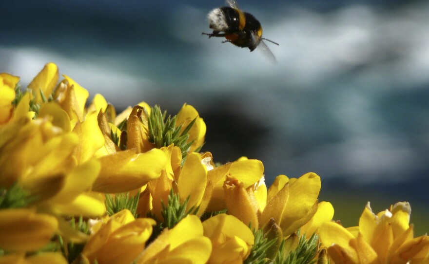 In an experiment conducted by researchers at Queen Mary University of London, bees could make their way through an unobstructed path to a feeding area or opt for a detour into a chamber with wooden balls (toys). Many took the detour.