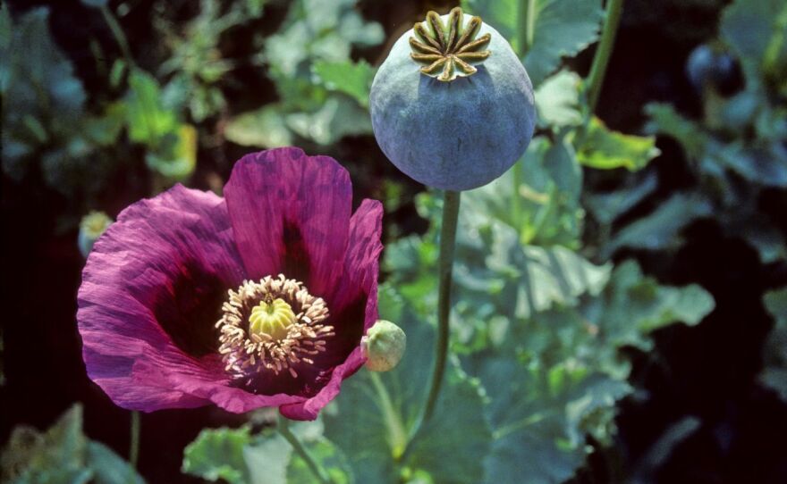 Opium poppies in Turkey