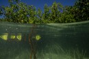 Mangroves showing extensive root systems in Savannah Sound