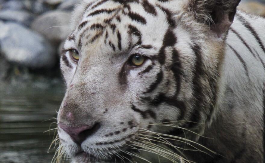 A white tiger at the Alipore zoo in Kolkata, India. India's tiger population has grown to nearly 3,000, making the country one of the safest habitats for the endangered animals.