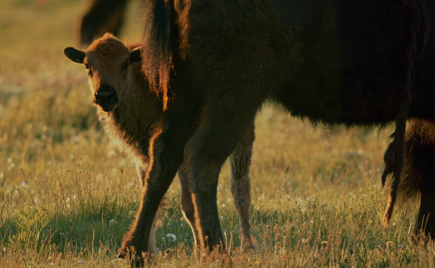 Baby Buffalo Spring Bring Them Home | KPBS Public Media