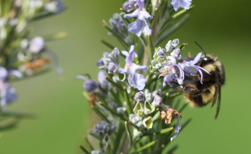 A bumblebee on rosemary blooms on a residential property in Langley, Wash.