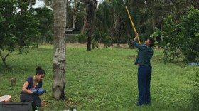 Kaylee Arnold (right) and a colleague collect "kissing bugs" from a palm tree in Panama in this 2017 photo. 