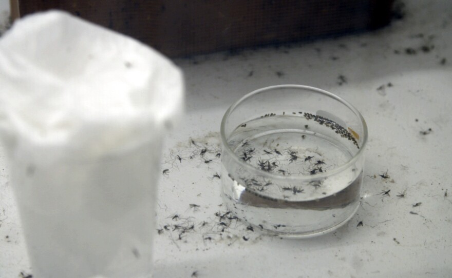 Adult modified mosquitoes emerge within days and start to mate with their unmodified counterparts. Scientists hope they will spread their mutation, thereby sterilizing the mosquitoes that spread malaria.