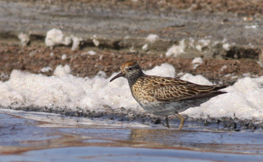 Sharp-Tailed Sandpiper