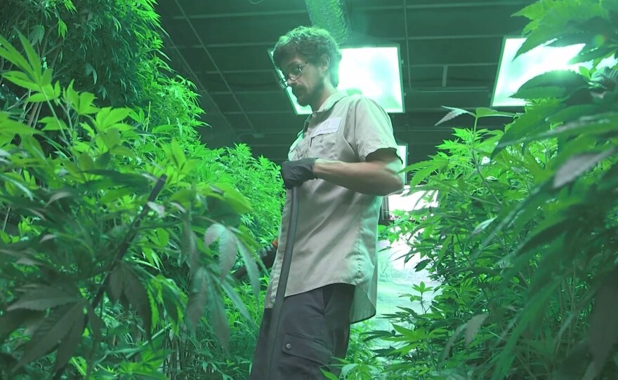 A worker is shown tending plants in a legal marijuana growing operation in this undated photo.