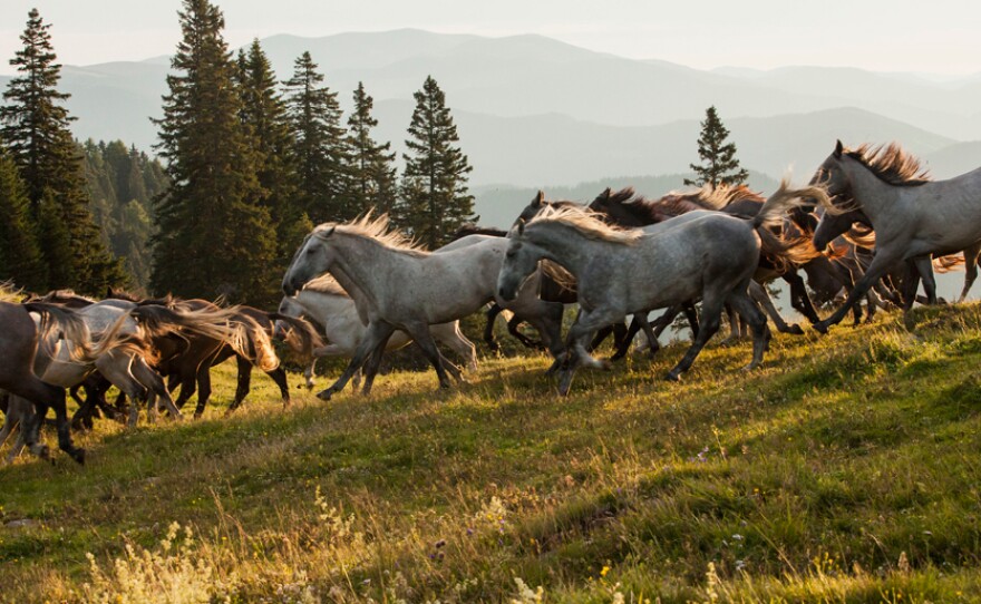 Young stallions Stubalm, Styria, Austria. 