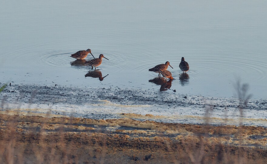 Shorebirds forage along the marsh at Edwin B. Forsythe National Wildlife Refuge in southern New Jersey.