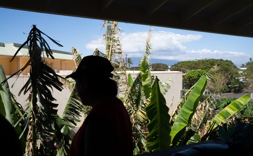 Andres looks out from his deck over some of his plants that survived the fire.