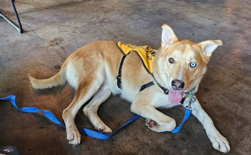 Tanner, a two-year-old Siberian husky mix shown in this undated photo, was described as “happy” and “curious” in his behavior memos. He was in the shelter for nearly all of 2024 and euthanized in November.