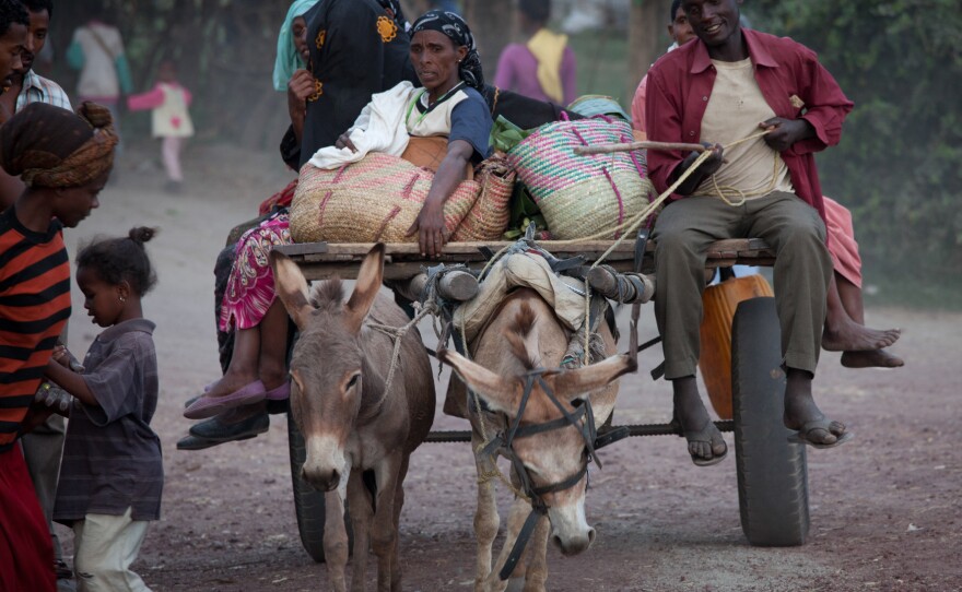Donkeys in Ethiopia are often overworked, neglected and abused.
