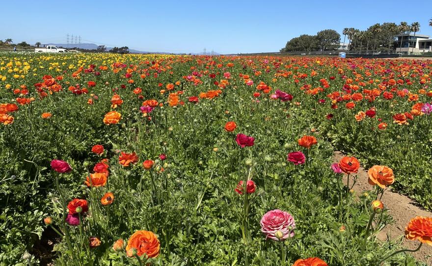 Flowers at the Carlsbad Flower Fields. March 1, 2021.