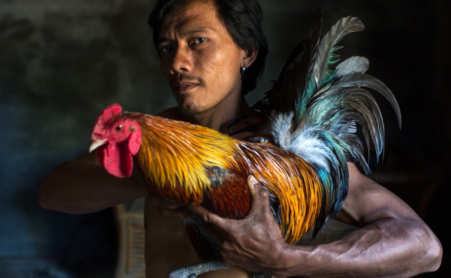 A young man from Bali, Indonesia, shows off his rainbow-colored rooster before a cockfight.
