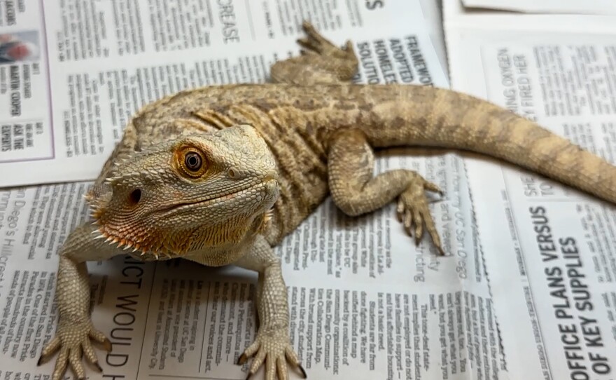 A bearded dragon looks into the camera as it sits in its enclosure at the EcoVivarium in Escondido, Calif. February 1, 2023.
