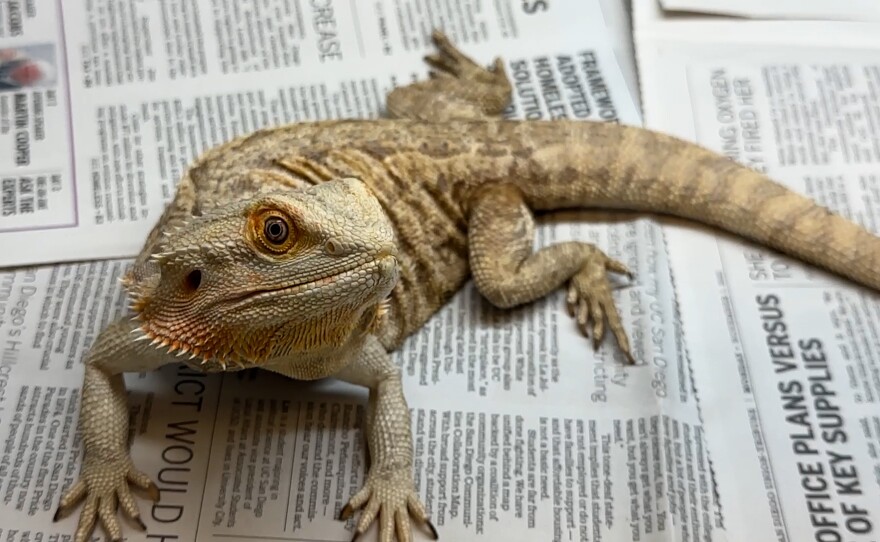 A bearded dragon looks into the camera as it sits in its enclosure at the EcoVivarium in Escondido, Calif. February 1, 2023. 