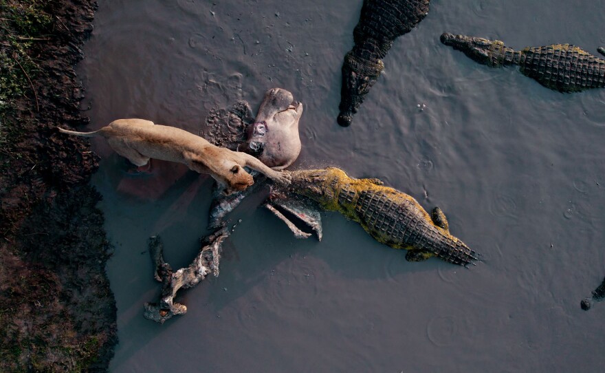 Aerial of a starving lioness slapping a crocodile for a hippo carcass. Katavi National Park, Tanzania.